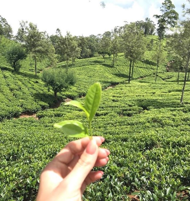 Green Tea Nuwara Eliya